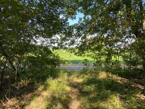 A serene view through trees, revealing a river and green landscape under a clear blue sky.