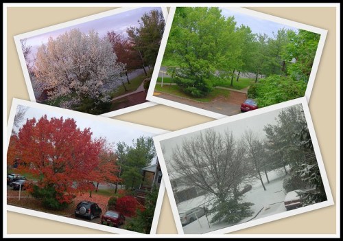 A collage of four seasonal views: blooming trees, lush green foliage, vibrant autumn colors, and a snowy landscape.