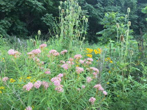A vibrant wildflower garden featuring pink flowers, yellow blooms, and lush green foliage in a natural setting.