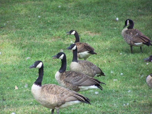 A group of Canada geese standing on green grass, some with their heads turned, surrounded by soft white feathers.