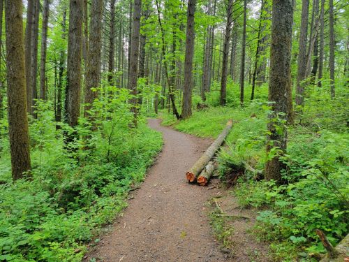 A winding dirt path through a lush green forest, flanked by tall trees and fallen logs.