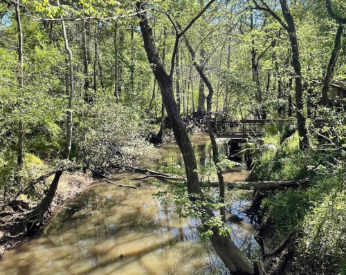 A serene forest scene with a winding creek, lush green trees, and a wooden bridge in the background.