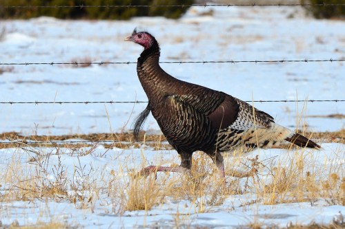 A wild turkey walking through a snowy field, with a barbed wire fence in the background.