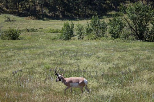 A pronghorn antelope walks through a lush green meadow with scattered trees in the background.