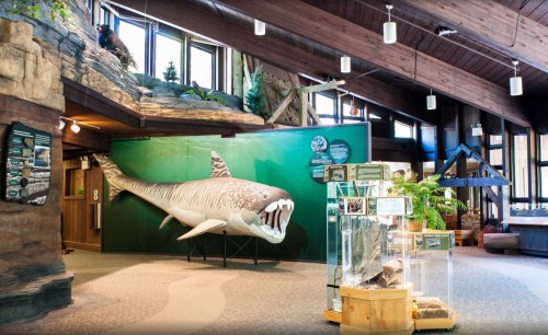 Interior of a museum featuring a large shark model, informational displays, and natural decor.