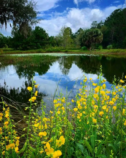 A serene pond surrounded by lush greenery and vibrant yellow flowers under a blue sky with fluffy clouds.