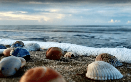 Close-up of colorful seashells on a sandy beach with gentle waves and a cloudy sky in the background.