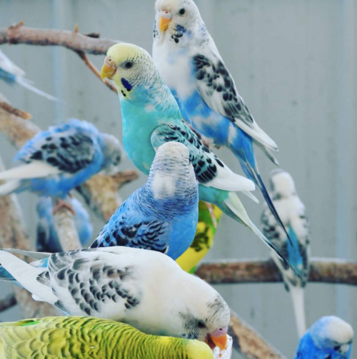A colorful group of budgerigars perched on branches, featuring blue, green, and yellow feathers.