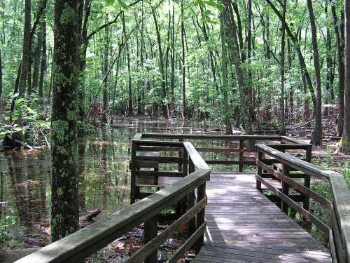 A wooden boardwalk leads into a lush, green forest with a tranquil, reflective water surface.