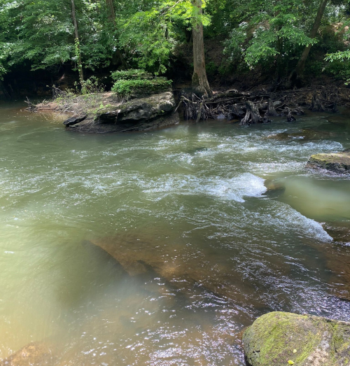 A serene river flows through a lush green forest, with rocks and tree roots visible along the water's edge.