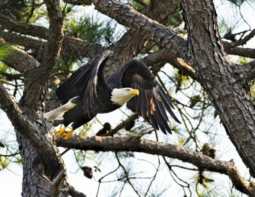A bald eagle takes flight from a tree branch, showcasing its wings and distinctive white head against a natural backdrop.