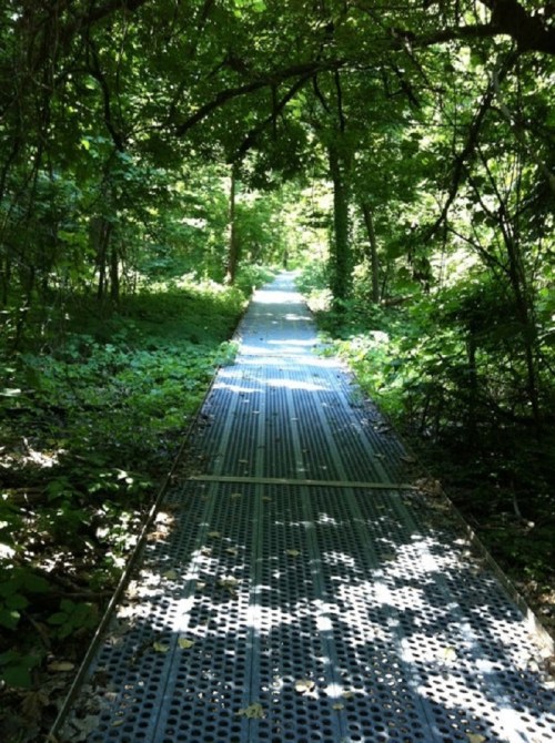 A narrow, metal walkway through a lush, green forest, surrounded by trees and dappled sunlight.