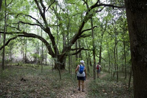 Two hikers walking on a trail through a lush green forest with large trees and dense foliage.