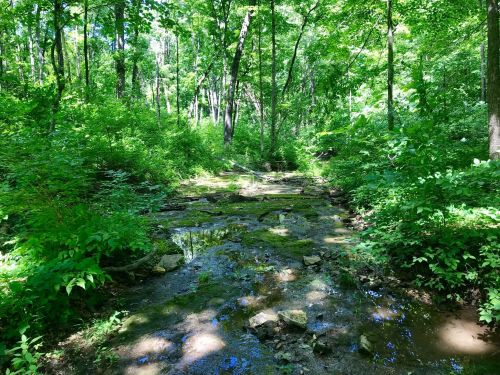 A lush green forest with a rocky stream bed, surrounded by dense foliage and sunlight filtering through the trees.