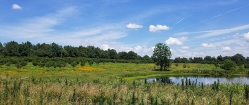 A serene landscape featuring a pond, lush greenery, and a clear blue sky with scattered clouds.