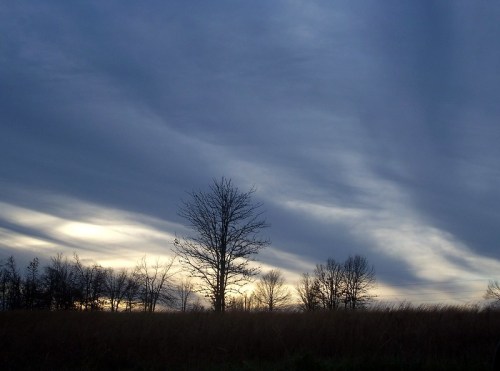 Silhouetted trees against a dramatic sky with swirling clouds at dusk, set in a grassy landscape.