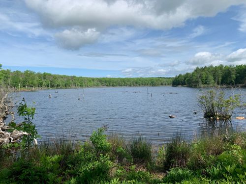 A serene lake surrounded by lush greenery and trees under a partly cloudy sky.