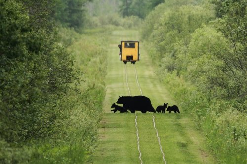 A train on a grassy path with a silhouette of a bear and cubs in the foreground, surrounded by trees.