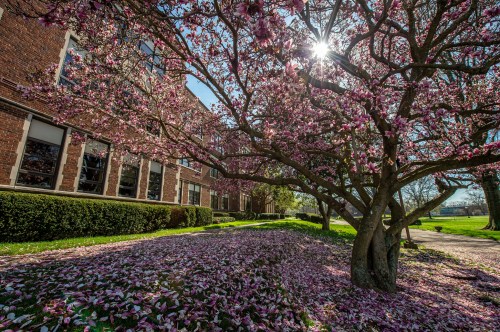 A blooming magnolia tree with pink flowers and petals on the ground, beside a brick building under a sunny sky.