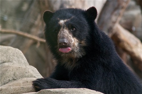 A close-up of a black bear resting on rocks, with its tongue out and a curious expression.