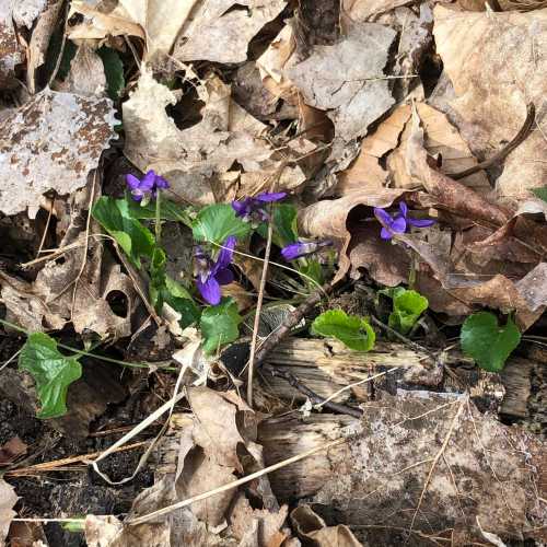 A cluster of purple violets growing among dry, brown leaves and a fallen log on the forest floor.