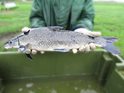 A person in gloves holds a large fish above a green container, with grass in the background.