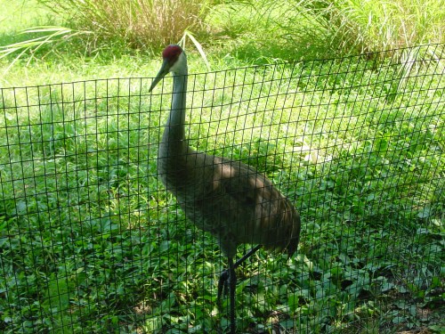 A tall bird with a red crown stands behind a wire fence, surrounded by green grass and plants.