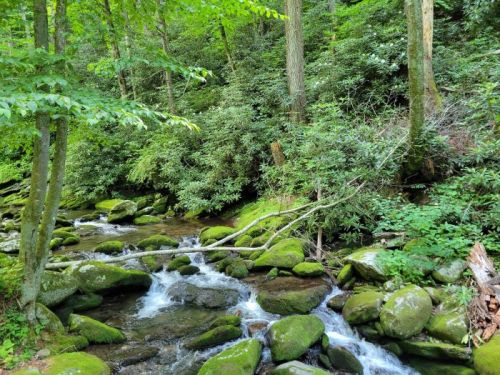 A serene forest scene featuring a flowing stream over moss-covered rocks, surrounded by lush greenery and trees.