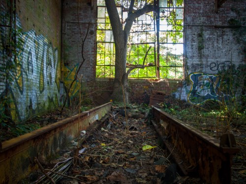 Abandoned space with overgrown tree, rusty train tracks, and graffiti-covered walls, illuminated by natural light.