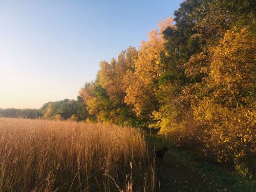 A serene landscape featuring tall grass and vibrant autumn trees under a clear blue sky.