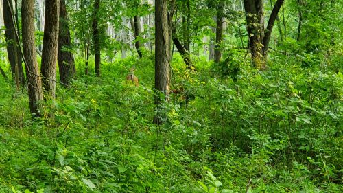 A lush green forest with tall trees and dense underbrush, creating a serene natural environment.
