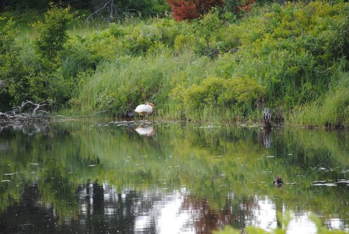 A serene pond surrounded by lush greenery, reflecting trees and a bird wading in the water.
