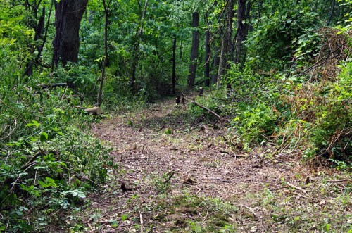 A narrow dirt path through a lush green forest, surrounded by trees and underbrush.
