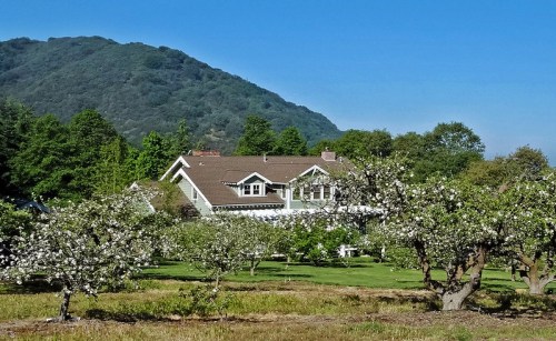 A charming house surrounded by blooming apple trees, set against a backdrop of green hills and a clear blue sky.