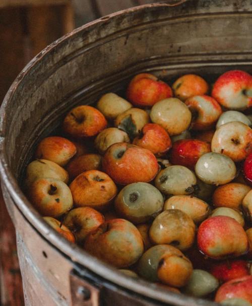 A wooden barrel filled with a variety of colorful apples, some partially submerged in water.