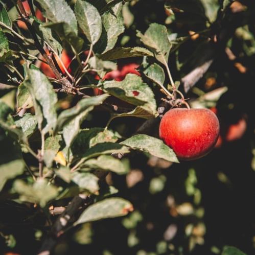 A close-up of a red apple hanging from a tree branch surrounded by green leaves.