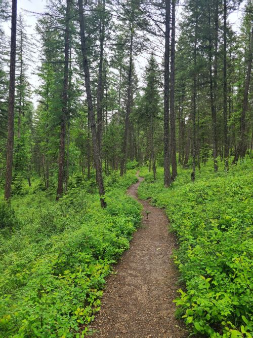 A winding dirt path through a lush green forest with tall trees and dense underbrush.