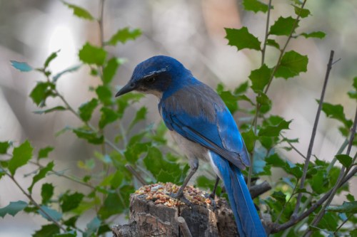 A blue bird perched on a tree stump, surrounded by green leaves, pecking at seeds on the ground.
