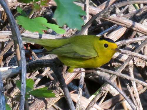 A small yellow bird with a black cap perched among twigs and green leaves.