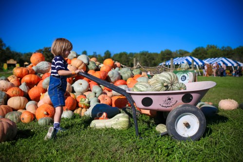 A child pushes a pink wheelbarrow filled with pumpkins in a field, surrounded by a colorful pile of pumpkins.