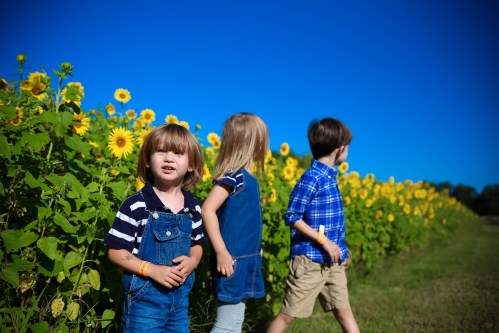 Three children play in a sunflower field under a clear blue sky, with vibrant sunflowers lining the background.