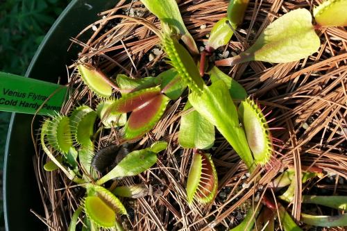A close-up of a Venus flytrap plant with green and red leaves, surrounded by pine needles in a pot.