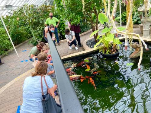 Visitors observe colorful koi fish in a pond inside a greenhouse, surrounded by lush greenery.
