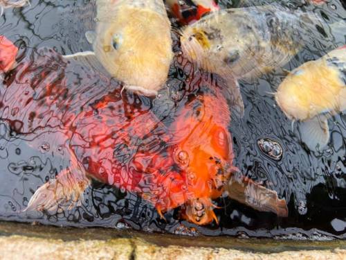 Colorful koi fish swimming in a pond, with rippling water creating reflections and bubbles.