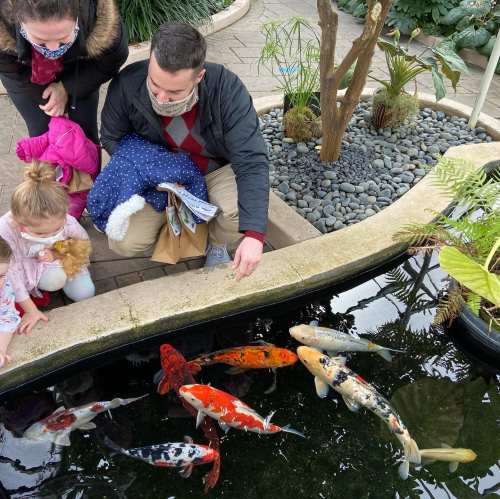 A family observes colorful koi fish in a pond, with a child reaching out to touch the water.