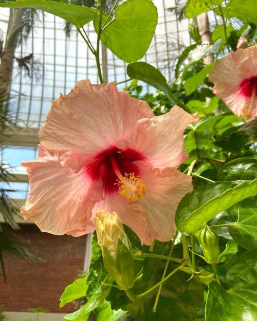 A close-up of a pink hibiscus flower with a red center, surrounded by green leaves in a bright, indoor setting.