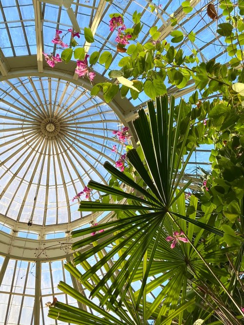 A view of a glass dome ceiling surrounded by vibrant green plants and pink flowers.