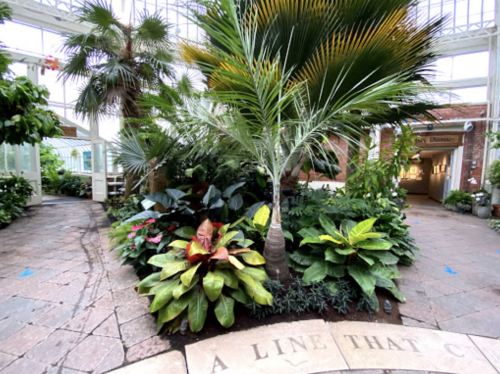 Lush greenery and tropical plants in a bright, airy greenhouse with a stone pathway.