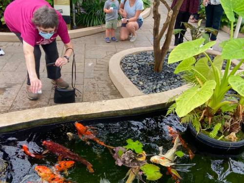 An elderly woman in a mask feeds koi fish in a pond, while others observe nearby in a garden setting.