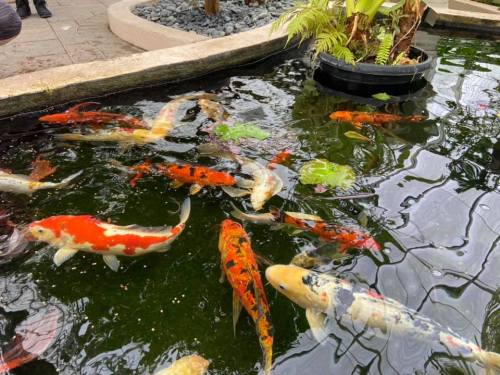 A serene pond filled with colorful koi fish swimming among green lily pads.